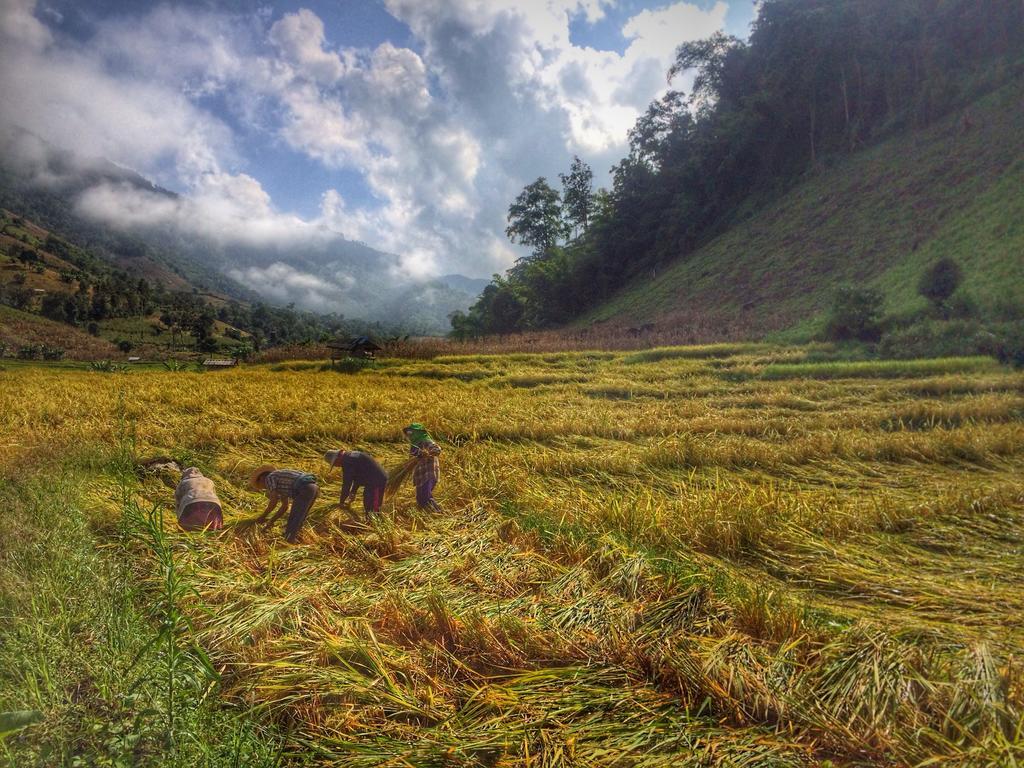 Kowitfarmstay Ban Mae Pan Noi Luaran gambar