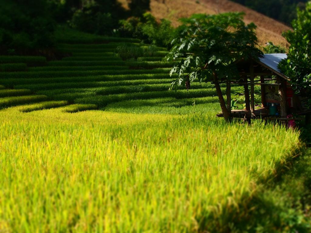 Kowitfarmstay Ban Mae Pan Noi Luaran gambar