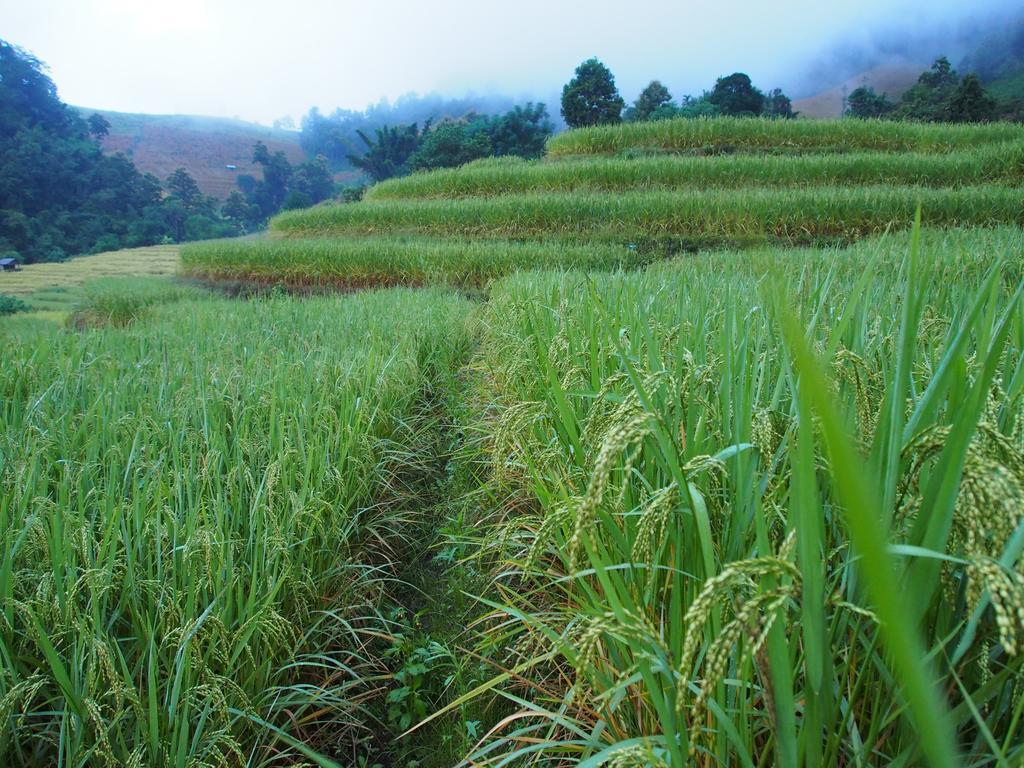 Kowitfarmstay Ban Mae Pan Noi Luaran gambar